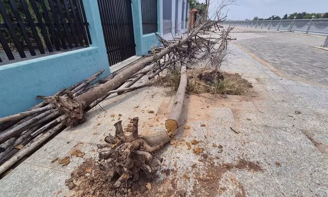 Hàng cây 'chết khô' tại dự án kè ven sông Đồng Nai được thay mới