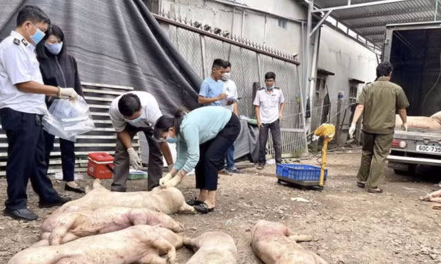 Dịch tả lợn châu Phi gia tăng, Đồng Nai tiêu hủy gần 28.000 con heo