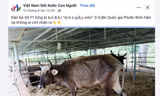 Trang mạng xã hội đăng hình ảnh đàn bò tót lai gầy trơ xương.