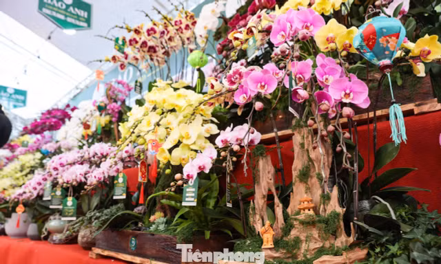 'Nữ hoàng của các loài lan' giá trăm triệu khoe sắc trên phố Hà Nội