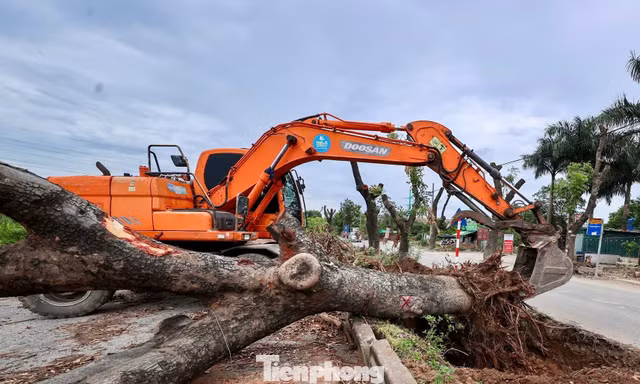 Di dời hàng xà cừ cổ thụ phục vụ dự án đường 70 hơn 3.370 tỷ đồng