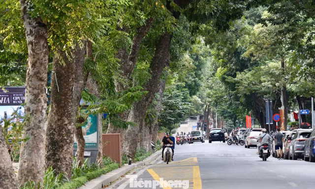 Những tuyến phố Hà Nội rợp bóng cổ thụ