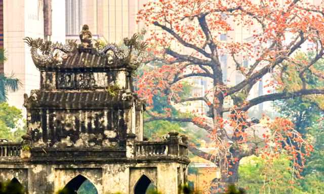Hà Nội rực đỏ sắc hoa gạo trong những ngày giao mùa