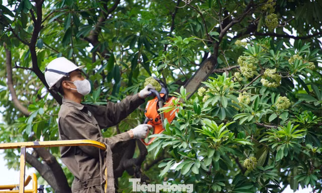 Hà Nội bắt đầu cắt tỉa gần 1.000 cây hoa sữa