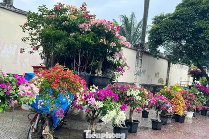 Hoa Tết về phố, 'bỏng tay' giá bưởi Diễn ở TPHCM