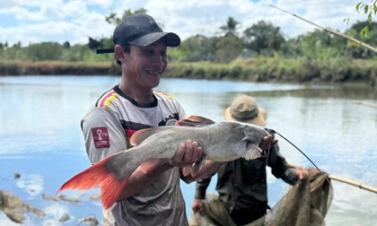 Người dân đưa cá lăng từ sông chảy ngược về nuôi trong ao nhà.