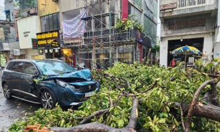 Nguy cơ cây đổ do mưa bão, người trẻ cần lưu ý gì khi tham gia giao thông?