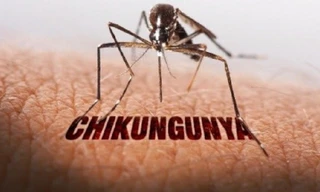 Bệnh Chikungunya đã lưu hành tại Việt Nam