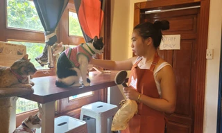 Thú vị quán cà phê cứu hộ chó mèo tại TP. HCM