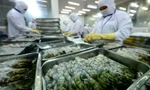 Yêu cầu tôm Việt xuất châu Âu phải 'ngất hoàn toàn'