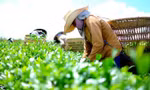 Xuất khẩu nông sản Việt 'ngấm đòn' chiến sự Trung Đông
