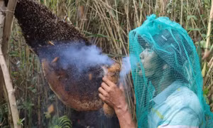 Trải nghiệm 'độc nhất vô nhị' ở rừng tràm U Minh Hạ