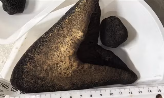 Nhiều chiếc răng megalodon được phát hiện dưới đáy đại dương, hé lộ những manh mối mới về gã khổng lồ thời tiền sử.