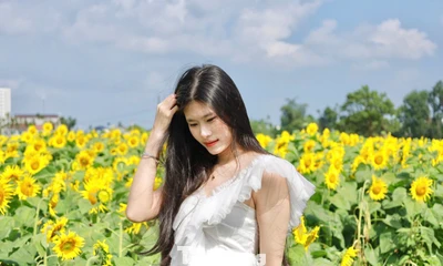 'Lạc lối' ở cánh đồng triệu bông hoa hướng dương bừng nở tại Quảng Ngãi 