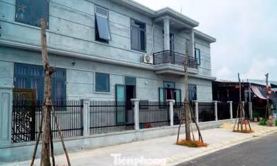 Bỏ mặc cây xanh thành 'củi khô' hàng loạt giữa khu định cư mới