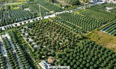 Ngập sắc xuân trên những cánh đồng hoa trước Tết