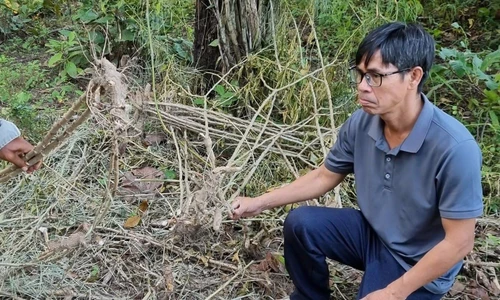 Voi rừng áp sát khu dân cư, tấn công voi nhà ở Đắk Lắk