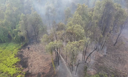 Đốt lửa lấy mật ong gây cháy 1,5 ha rừng ở Tây Ninh