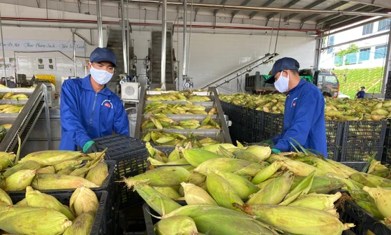 Rau quả Việt ảnh hưởng ra sao khi Mỹ áp thuế 20%?