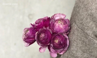 5 loài hoa mùa Xuân mang ý nghĩa tích cực như sự vĩnh cửu và hạnh phúc