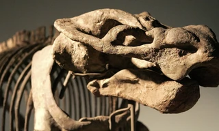 Sinh vật thần bí tưởng chỉ có trong truyền thuyết bất ngờ được phát hiện trong thực tế sau 200 năm