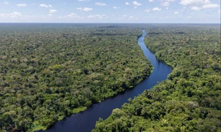 Biến đổi khí hậu khiến cây ở rừng Amazon to lớn hơn, hiện tượng khác thường kỳ diệu đi ngược lại logic 