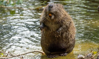 Vũ khí bí mật để chống lại khí thải carbon