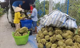 Sầu riêng rớt giá thê thảm 