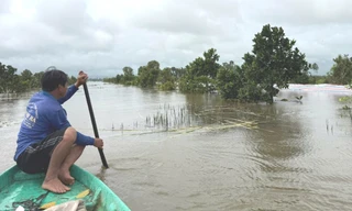 Nông dân Đồng Tháp xót xa nhìn tài sản chìm sâu trong nước lũ
