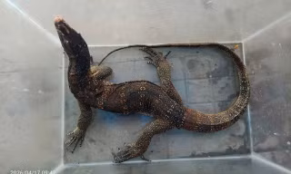 Con vật quý hiếm dài hơn 1,2m đi lạc vào nhà dân