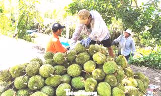 Mã số vùng trồng sầu riêng: Cách nào tránh cảnh 'cha chung không ai khóc'?