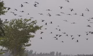 Chim hoang dã bay ngợp trời rừng Tràm Chim