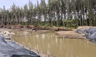 Sạt lở trải dài cả chục km bờ biển Vĩnh Long