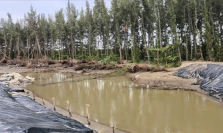 Sạt lở trải dài cả chục km bờ biển Vĩnh Long