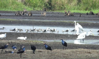 Hành trình đưa 'chất xưa' lại Đồng Tháp Mười gọi đón đàn sếu quý hiếm trở về