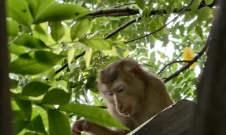 Khỉ đuôi lợn xổng chuồng 'đại náo' khu dân cư, 3 người bị thương