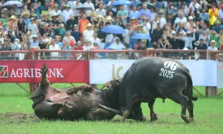 Cú đánh hiểm của trâu vô địch Lễ hội chọi trâu Đồ Sơn 2025