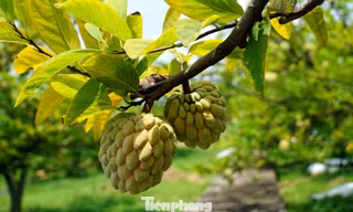 Mất mùa na đặc sản, nông dân Hải Phòng thất thu tiền tỷ 