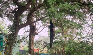 Hốt hoảng phát hiện người đàn ông chết treo cổ trên cây ven đường