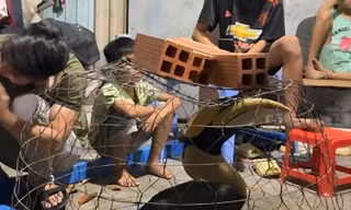 Chim quý hiếm sải cánh hơn 1m liên tiếp xuất hiện, 'hạ cánh' giữa khu dân cư ở TPHCM 