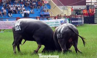 Gần 500 cảnh sát đảm bảo an ninh Lễ hội chọi trâu Đồ Sơn 2025