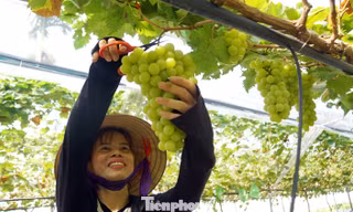 'Đột nhập' vườn nho sai trĩu, khách kéo đến mua chín không kịp 