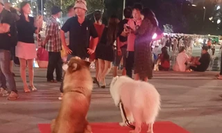 Dịch vụ chụp ảnh với chó cưng từng gây tranh cãi xuất hiện ở tháp Tam Thắng TPHCM