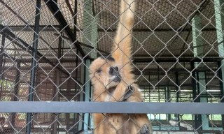 Người dân TPHCM tự nguyện giao nộp nhiều động vật quý hiếm