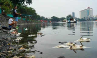 Vớt 300 kg cá chết phơi bụng trên hồ Trúc Bạch