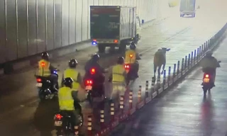 Ly kỳ lực lượng chức năng truy đuổi một con bò chạy vào hầm Thủ Thiêm, gây hỗn loạn giao thông