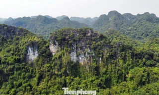 Hải Phòng muốn sử dụng nguồn thu từ tín chỉ carbon