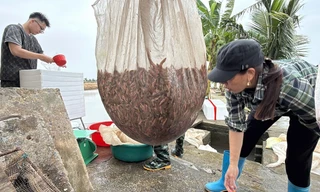 Nông dân Hải Phòng thu hoạch đặc sản rươi đầu vụ