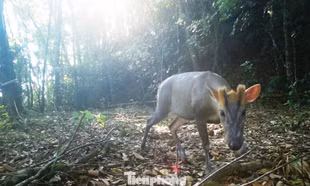 Bất ngờ từ bẫy ảnh trong khu vườn Di sản ASEAN tại miền Trung