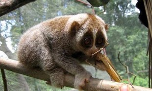 Con vật hoang dã nguy cơ tuyệt chủng bất ngờ ‘lạc’ vào trường học